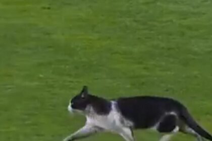 Γάτα διέσχισε γήπεδο αγώνα ποδοσφαίρου Πορτογαλία