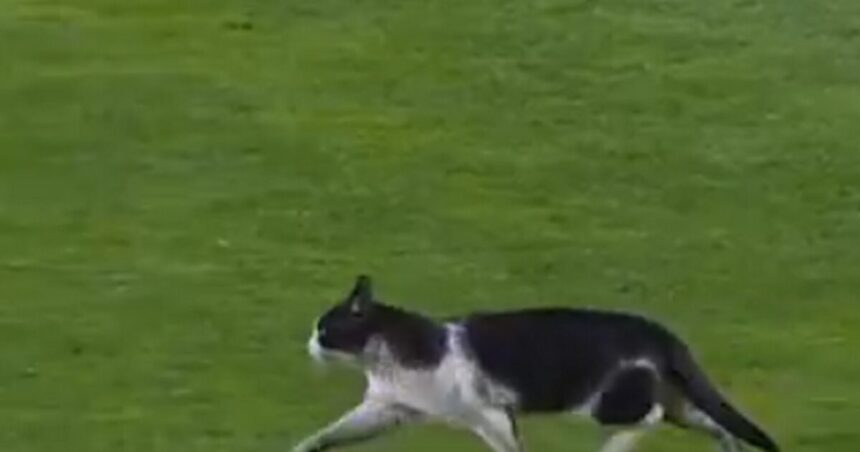 Γάτα διέσχισε γήπεδο αγώνα ποδοσφαίρου Πορτογαλία