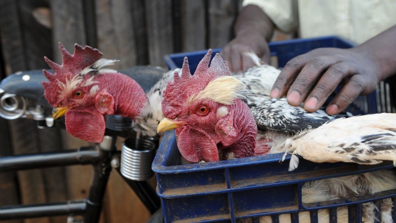 σημείωμα ημερομηνίες θανάτου σε κοτόπουλο
