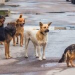 μαζική δηλητηρίαση αδέσποτων στη Βάβδο Χαλκιδικής