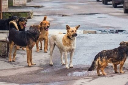 μαζική δηλητηρίαση αδέσποτων στη Βάβδο Χαλκιδικής