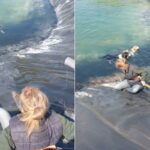 Διάσωση σκύλιων από ταμιευτήρα Κατερίνης