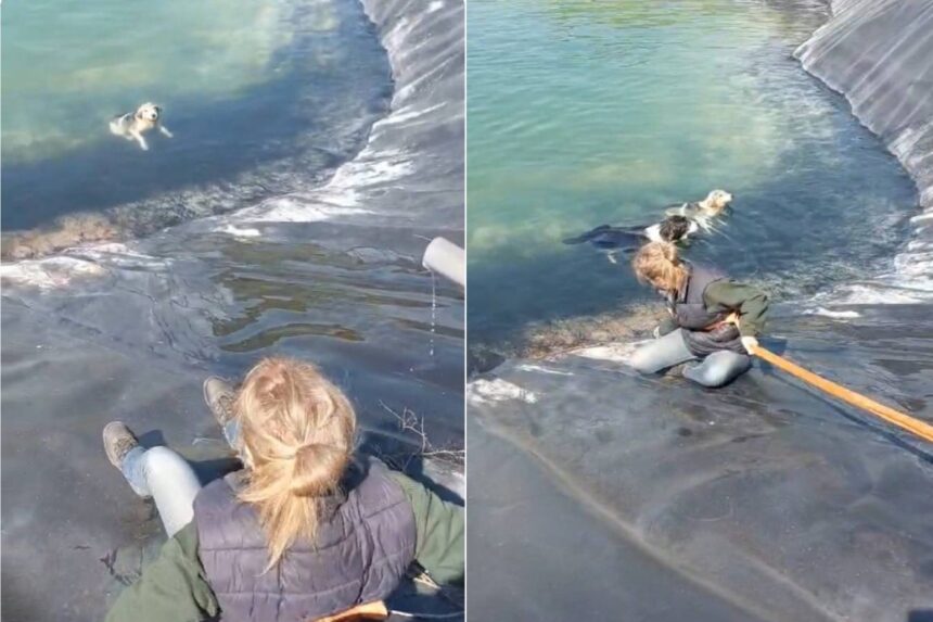 Διάσωση σκύλιων από ταμιευτήρα Κατερίνης