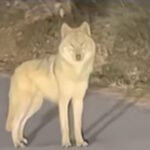 λύκος Νουκγκού εντοπισμός και αιχμαλωσία