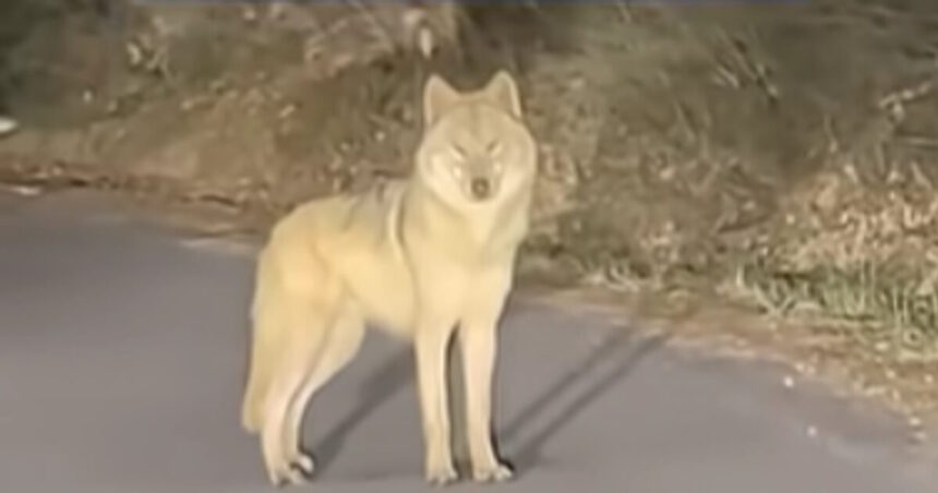 λύκος Νουκγκού εντοπισμός και αιχμαλωσία