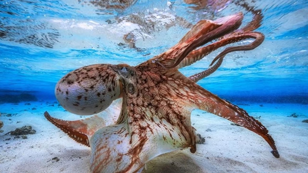 απολιθώματα χταπόδι-γίγας Κρητιδική περίοδος