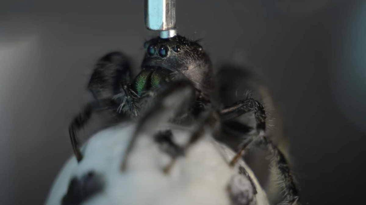 αράχνες στο διάστημα πείραμα NASA Νεφερτίτη