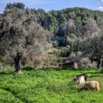 αφθώδης πυρετός Λέσβος κρούσματα και έλεγχοι