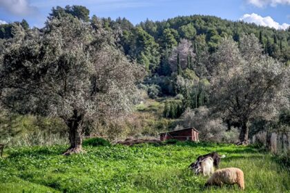 αφθώδης πυρετός Λέσβος κρούσματα και έλεγχοι