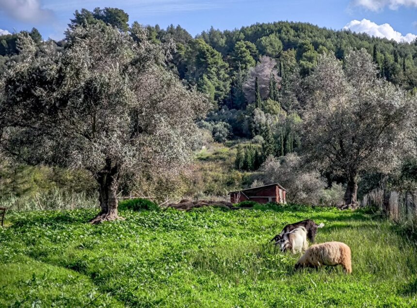 αφθώδης πυρετός Λέσβος κρούσματα και έλεγχοι