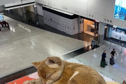 Τεράστια τζίντζερ γάτα αεροδρόμιο Χονγκ Κονγκ έκθεμα