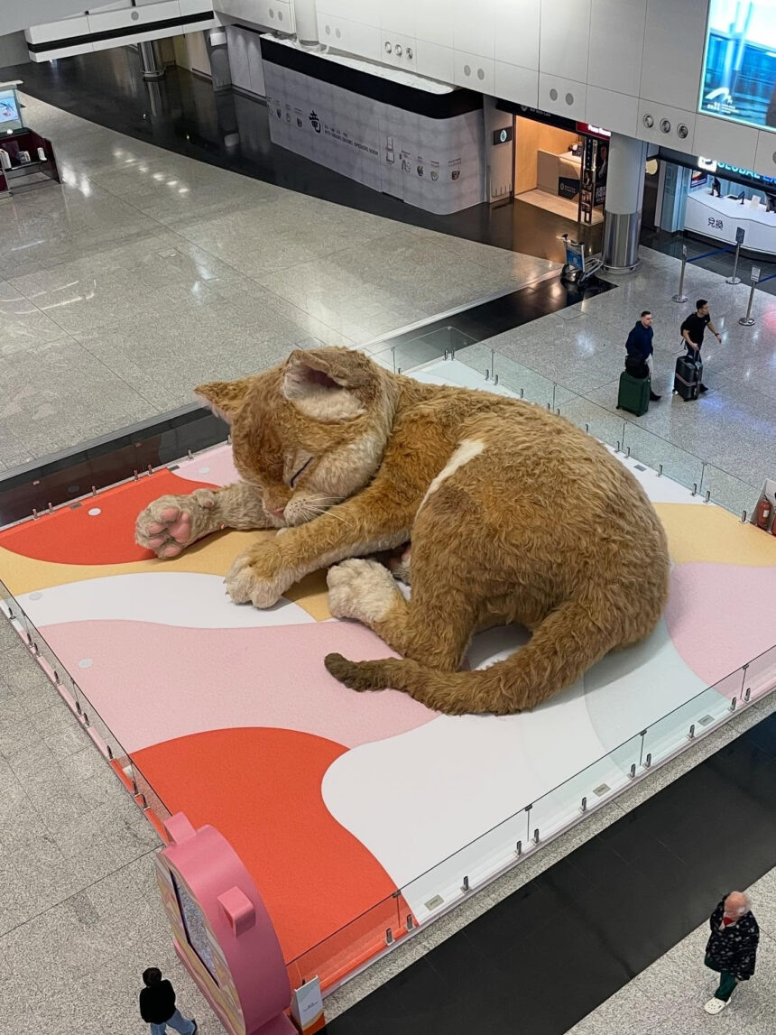 Τεράστια τζίντζερ γάτα αεροδρόμιο Χονγκ Κονγκ έκθεμα