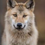 λύκος που επιτέθηκε γυναίκα Αμβούργο