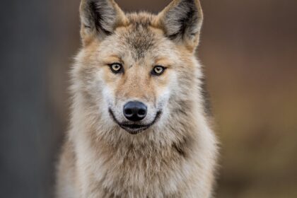 λύκος που επιτέθηκε γυναίκα Αμβούργο