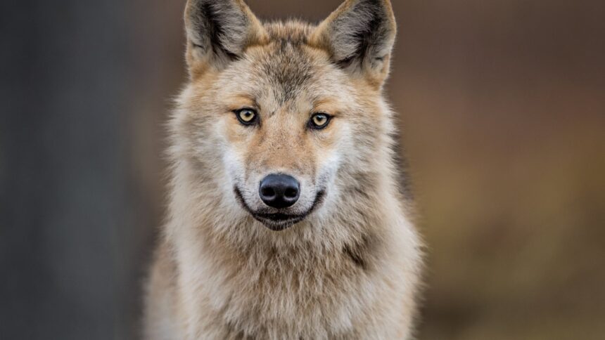 λύκος που επιτέθηκε γυναίκα Αμβούργο