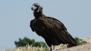 Ο μαυρόγυπας Ιωάννα πετάει πάνω από τη Δαδιά