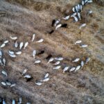 Αφθώδης πυρετός Λέσβος μέτρα στήριξης παραγωγών