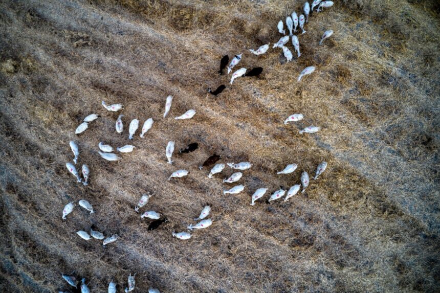 Αφθώδης πυρετός Λέσβος μέτρα στήριξης παραγωγών