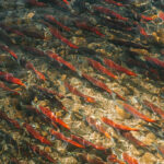 ιχνη κοκαΐνης στα νερά επηρεάζουν ψάρια