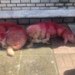 αρνιά δεμένα και βαμμένα στο Καλοχώρι Θεσσαλονίκης