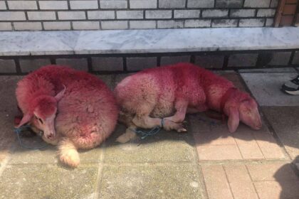 αρνιά δεμένα και βαμμένα στο Καλοχώρι Θεσσαλονίκης