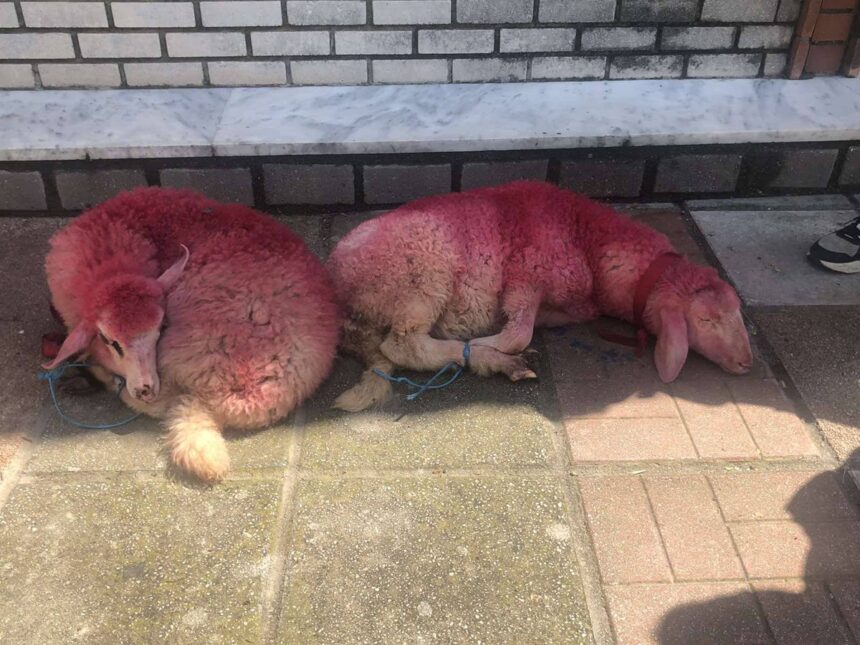 αρνιά δεμένα και βαμμένα στο Καλοχώρι Θεσσαλονίκης