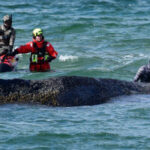 φάλα ινα Τίμι σε μαούνα μεταφορά στα βαθιά