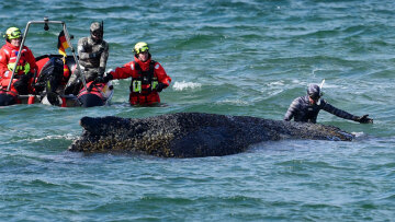 φάλα ινα Τίμι σε μαούνα μεταφορά στα βαθιά