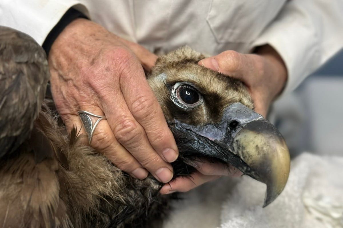 Ο μαυρόγυπας Ιωάννα πετάει πάνω από τη Δαδιά