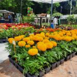 Ανθοκομική Έκθεση Καλαμαριάς στην Ακτή Αρετσού με λουλούδια