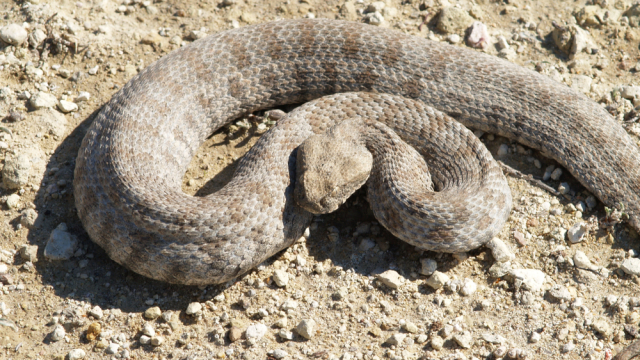 Νοσοκομείο Σύρου δάγκωμα δηλητηριώδες φίδι 13χρονος