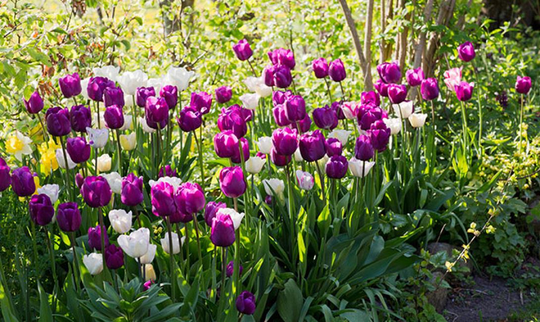 Πράσινα μπαλκόνια διαγωνισμό Ηράκλειο περιβάλλον