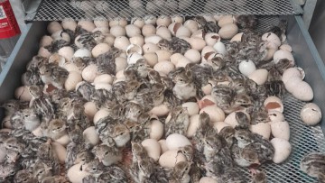 Νεογεννητα πουλακια περδικες στο εκτροφειο Ροδου