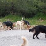 μαζική δηλητηρίαση σκύλων στο Βάβδο Χαλκιδικής
