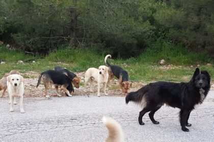 μαζική δηλητηρίαση σκύλων στο Βάβδο Χαλκιδικής