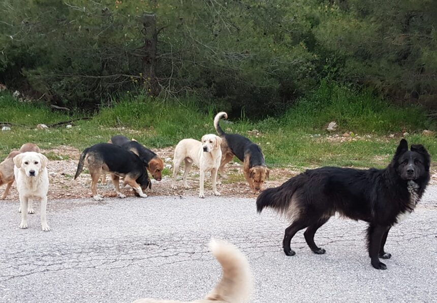 μαζική δηλητηρίαση σκύλων στο Βάβδο Χαλκιδικής