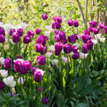 Πράσινα μπαλκόνια διαγωνισμό Ηράκλειο περιβάλλον