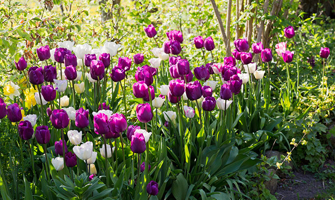 Πράσινα μπαλκόνια διαγωνισμό Ηράκλειο περιβάλλον