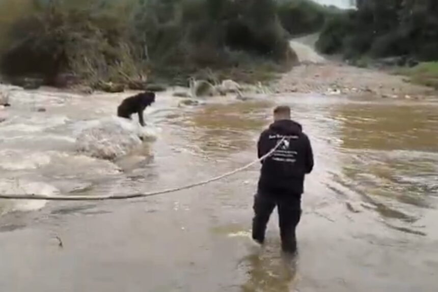 Διάσωση σκύλων ποταμός Χαλκιδική