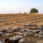 αποζημιώσεις Λέσβος τυροκομίες 8 εκατ. ευρώ