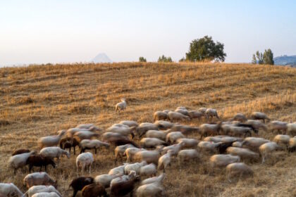 αποζημιώσεις Λέσβος τυροκομίες 8 εκατ. ευρώ