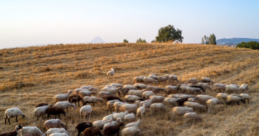 αποζημιώσεις Λέσβος τυροκομίες 8 εκατ. ευρώ