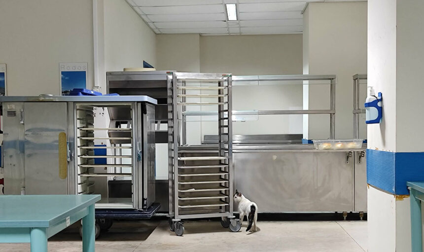 αδέσποτα γατιά Ρόδου σημείο σίτισης