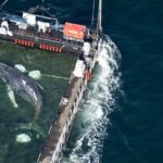 Φάλαινα Τίμι σε μαούνα ξεκινά το ταξίδι