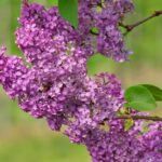 Αστυνομικοί ενεργούν σε έρευνα για εκρηκτικά υλικά