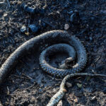 Νοσοκομείο Σύρου δάγκωμα δηλητηριώδες φίδι 13χρονος