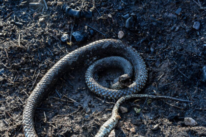 Νοσοκομείο Σύρου δάγκωμα δηλητηριώδες φίδι 13χρονος