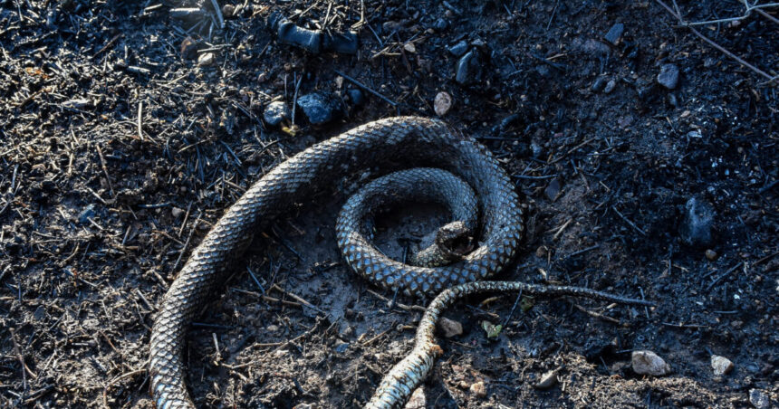 Νοσοκομείο Σύρου δάγκωμα δηλητηριώδες φίδι 13χρονος