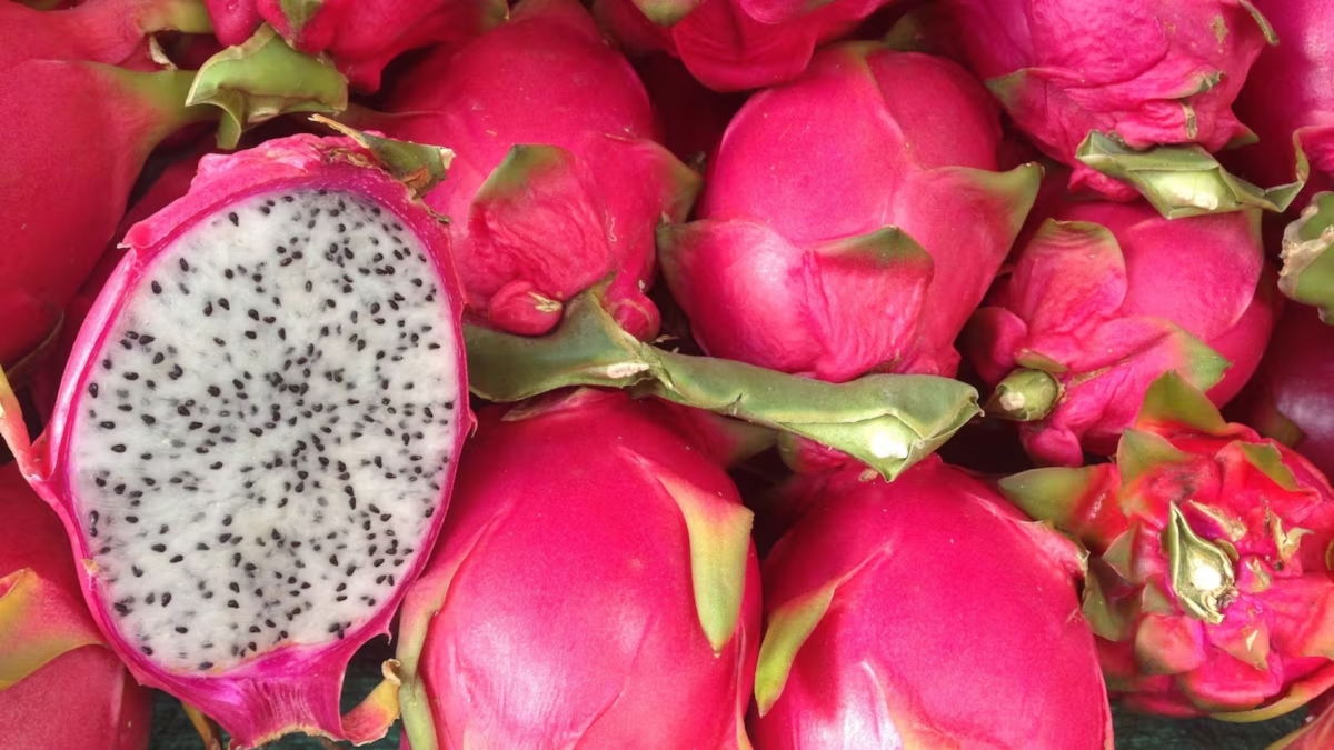 Vilson Vogel και 450 δέντρα dragonfruit