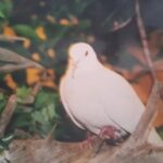 Sugar το γηραιότερο περιστέρι σε αιχμαλωσία